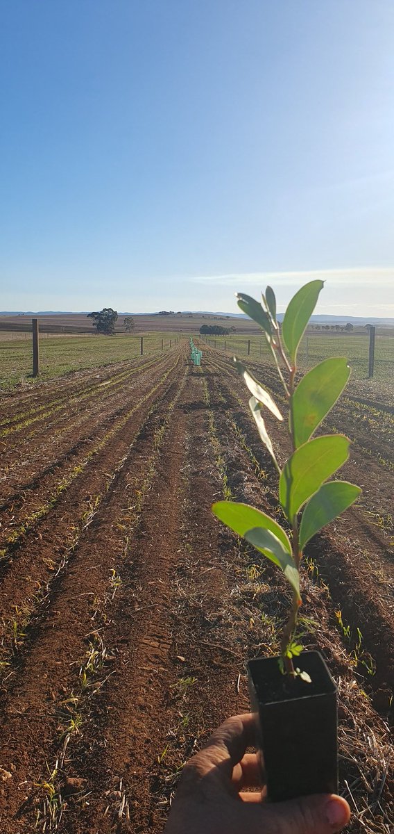 Tree planting for biodiversity, shade and hopefully what will be the start of a shelter belt/windbreak along a laneway
#trees #shelter #merinos
