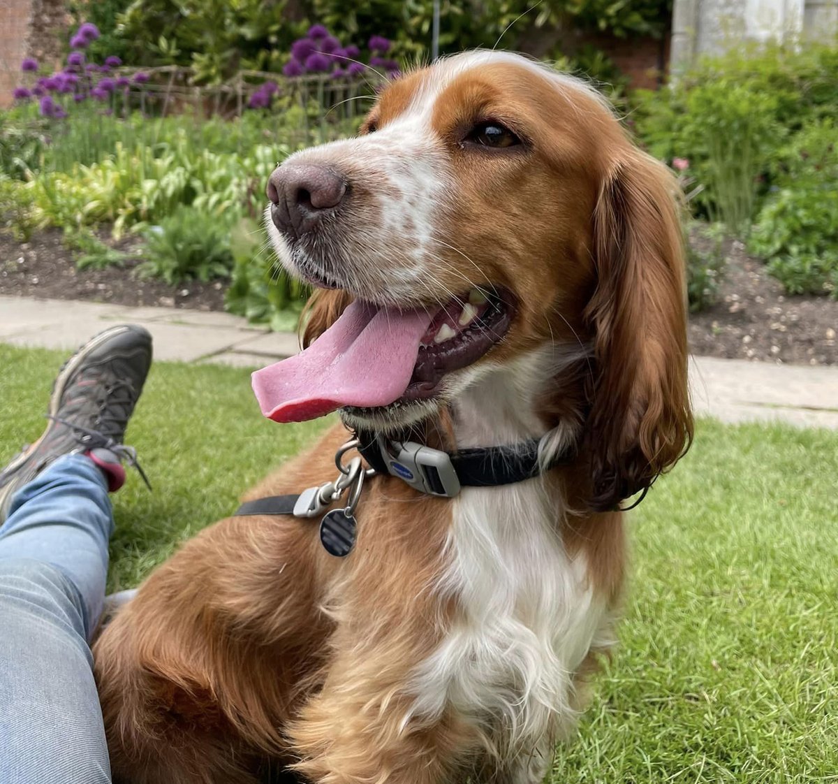 Good morning from the beautiful Verity 🥰

Verity is a very clever cocker spaniel, who has recently passed her assessment to be a life-changing hearing dog