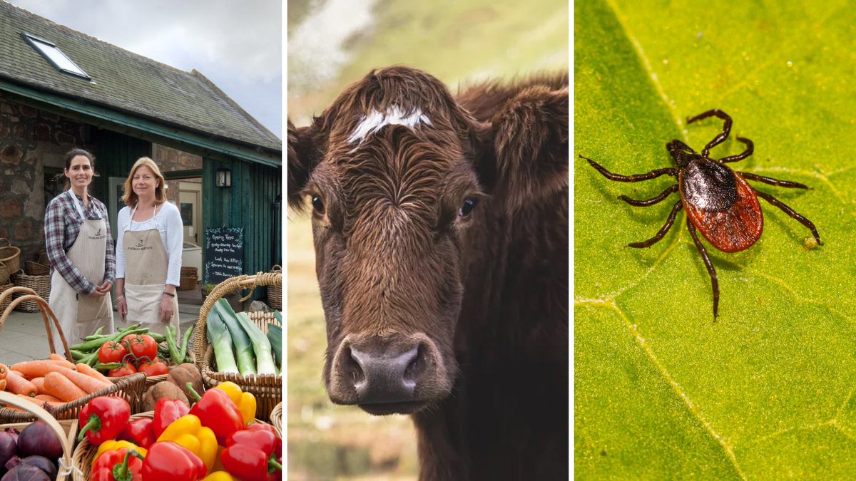 It's been another busy week for the SLE policy team, who have briefed MSPs @scotparl ahead of debates on

🕷️Lyme Disease Awareness Month
💷Non-domestic rates
🥩 Securing a sustainable food supply for Scotland

📺You can watch debates live or on catchup at scottishparliament.tv
