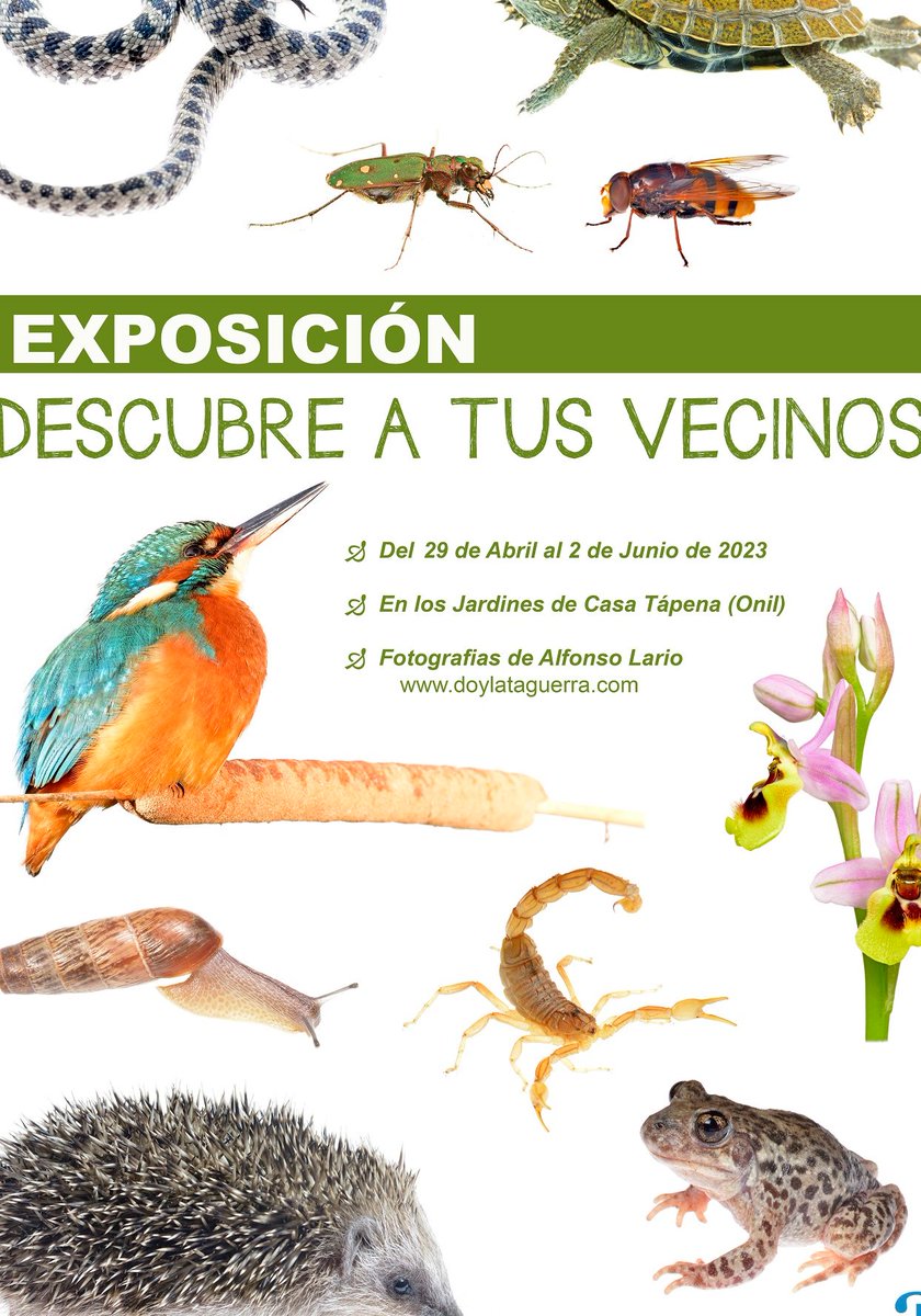 AMEDipuAlicante's tweet photo. 📷La exposición fotográfica "Descubre a tus vecinos" estará en los jardines de Casa Tápena (Onil) hasta el 2 de Junio. ¡No te la pierdas! 🦔🌸🐦 
#AlicanteNatura https://t.co/akbz6TVzyE