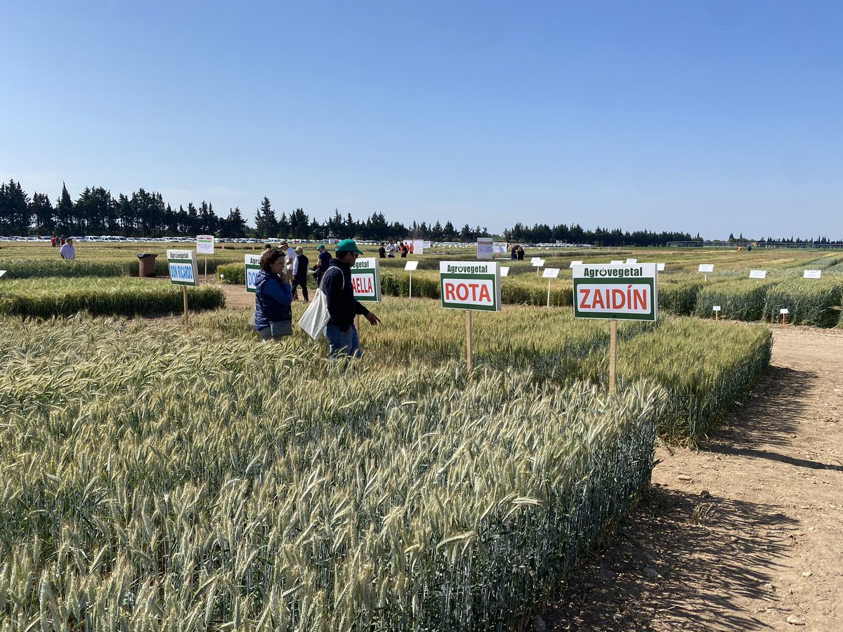 SolisMIgnacio's tweet photo. Día de campo en @GENVCE 23. Organización excelente a cargo de @irtacat y oportunidad para conocer los trabajos de empresas y entidades públicas en el desarrollo de nuevas variedades de cereales. 
@AgrovegetalSA https://t.co/ddRDyUe1Lo