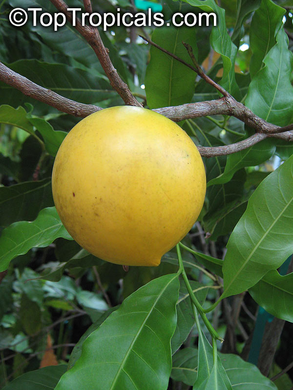 toptropicals's tweet photo. #Pouteria caimito - Abiu tree is fantastic #tropicalfruit. Size of medium apple, bright yellow when ripe. Flesh is jelly-like, very juicy, sweet, acid-free, surrounded by somewhat hard thick skin with sticky latex on cut.
https://t.co/G1Bzbth0gM
#exoticfruits
#ThursdayThoughts https://t.co/DzExDDByRL