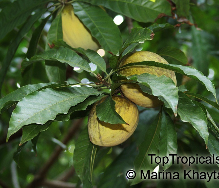 toptropicals's tweet photo. #Pouteria caimito - Abiu tree is fantastic #tropicalfruit. Size of medium apple, bright yellow when ripe. Flesh is jelly-like, very juicy, sweet, acid-free, surrounded by somewhat hard thick skin with sticky latex on cut.
https://t.co/G1Bzbth0gM
#exoticfruits
#ThursdayThoughts https://t.co/DzExDDByRL