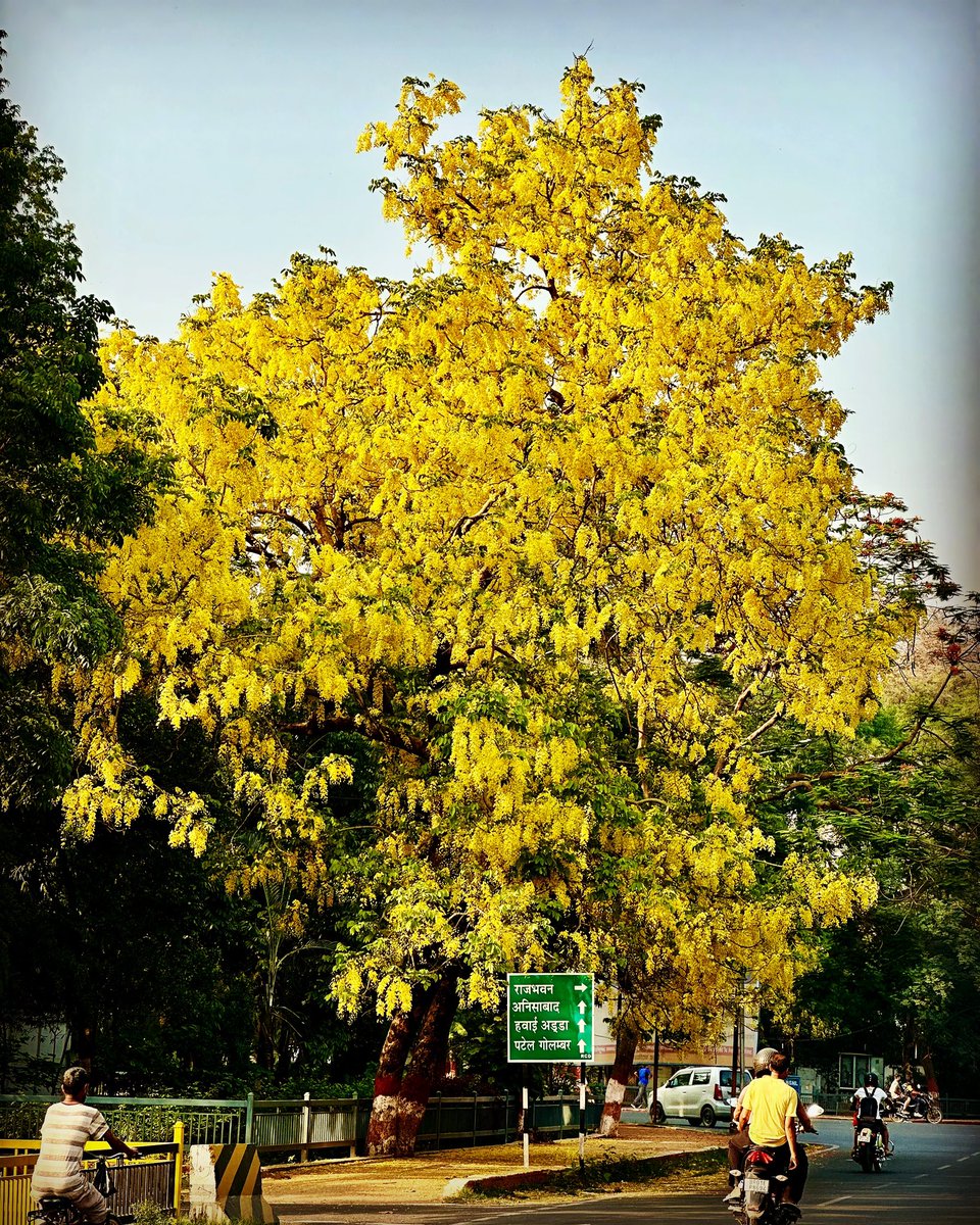 Such a delight to eyes in the scorching summer.
#cassiafistula #goldenshower #amaltas