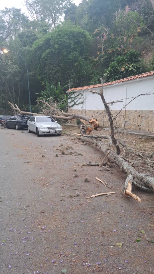 infomacaracuay's tweet photo. Ars @imapsas @josevrangel4 @lAlcaldiasucre árbol caído en la Av Terepaima zona O urbanización #Macaracuay #17Mayo se necesita retirar la profilaxia https://t.co/4WfQrrTTnz