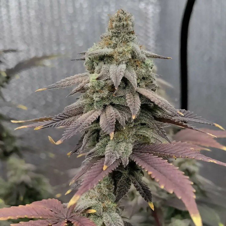 Nana Glue 🍌🌿 Love me a good banana strain 🤤 she’s covered in sugar 🤩 #Weedmob #cannabisculture #WeedLovers #Mmemberville #cannabisusa #Weed #growyourown #420community #CannabisCommunity #cannabisindustry #Growmies Come on wake and bake 💨 #Tapin hightimesweedshop.com