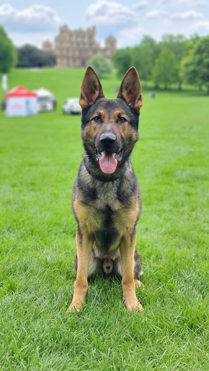 PoliceDogTrials's tweet image. Meet the dogs of the trials

Dog Name: #PDAtom
Breed: GSD
Age: 20 months
Police Force: @MetTaskforce