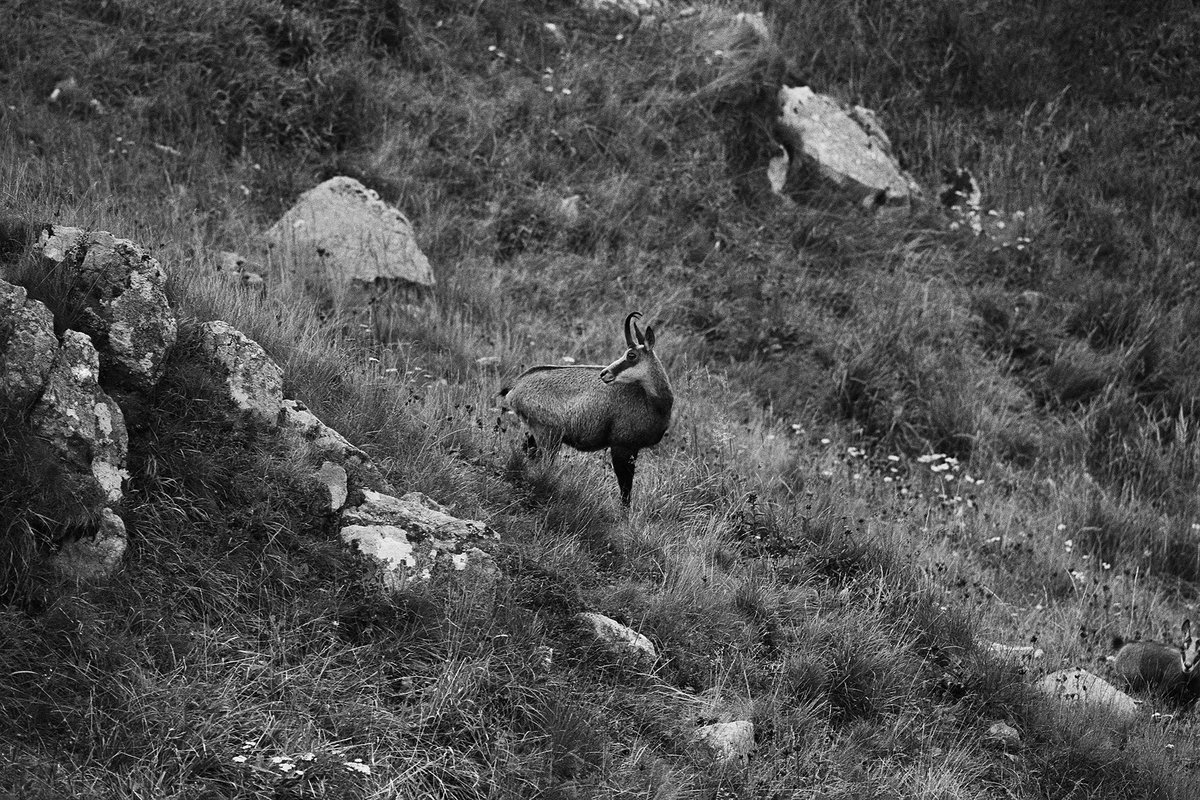 324
#chamois #animal #goat #wild #nature #mountain #vosges #schwarzwald #photography #analogphotography #filmphotography #blackandwhitephotography #caffenol