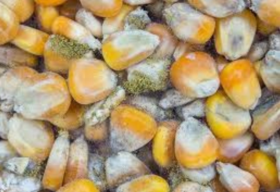 ~greedy farmer™~ Àwé Alágbo™ CAC-OFR tweet media
