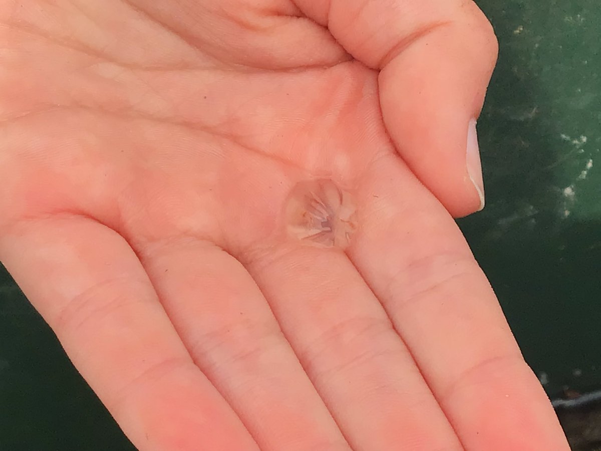 BarrowCEPrimarySchool tweet media