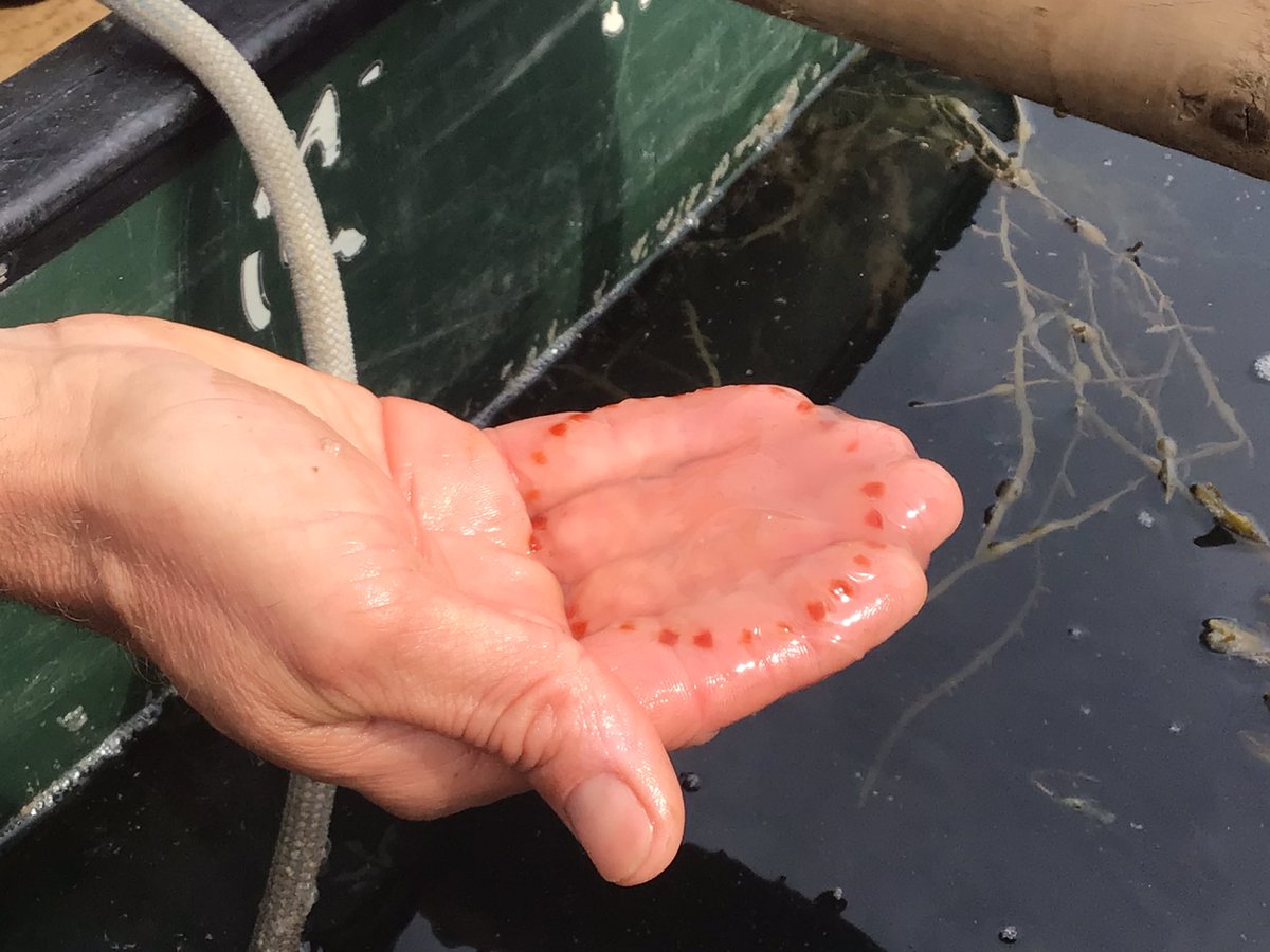 BarrowCEPrimarySchool tweet media