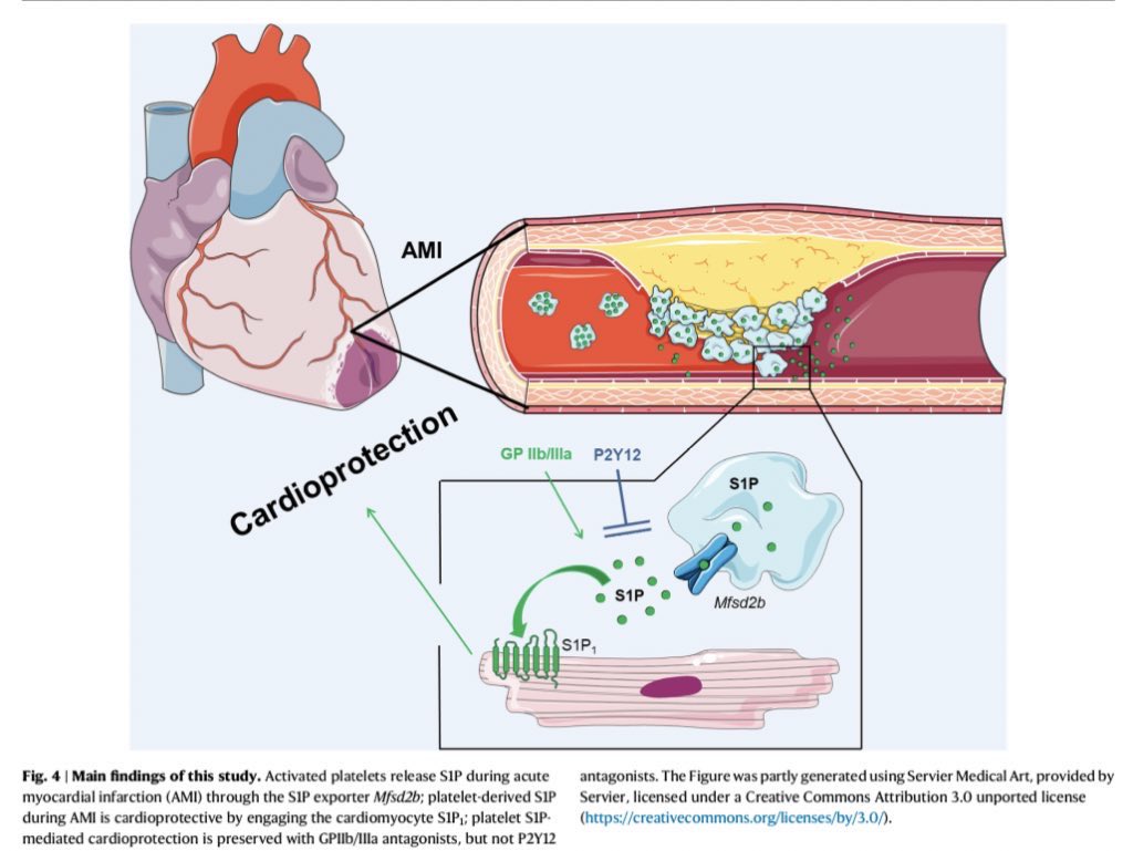 In our recently published #paper, we show the mechanisms underlying platelet-associated #cardioprotection and reveal the importance of platelet-released #S1P on admission in patients with #STEM in terms of infarct size and long-term #prognosis.
🔬🫀💻

⬇️

nature.com/articles/s4146…