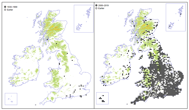 This is New Zealand Pigmyweed, an #InvasivePlant that can carpet the edges of lochs, reservoirs and canals at the expense of other aquatic plants. The map shows its spread from 1970 to 2020 - making it up to Shetland and Orkney! #InvasiveSpeciesWeek #wildflowerhour #INNSweek