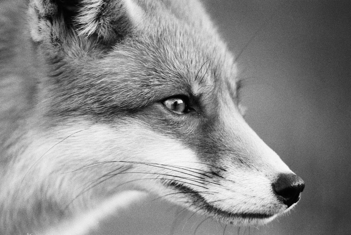 lucus_hunt's tweet photo. A few more fox Pics shot on agent shadow 400 #agentshadow #believeinfilm #wildlifephotography #nature #film #35mm #blackandwhite https://t.co/o8s2Oa3mPT