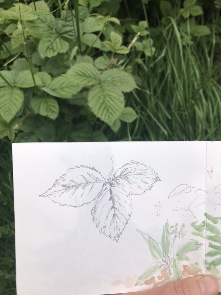 Drawing plants on our walk this morning. Maple, cow parsley, dock leaves, wild garlic and bramble. Beautiful morning out there. #spring #greentherapy #sketchbook