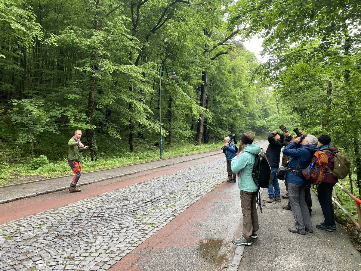 watchingSK's tweet photo. What’s singing in Železná studnička, our capital city’s forest park in May? There is a lot to hear! 🐦
We offer courses both in 🇬🇧 and 🇩🇪.

#birdwatching #birds #slovakia #bratislava https://t.co/dZLuINanVo