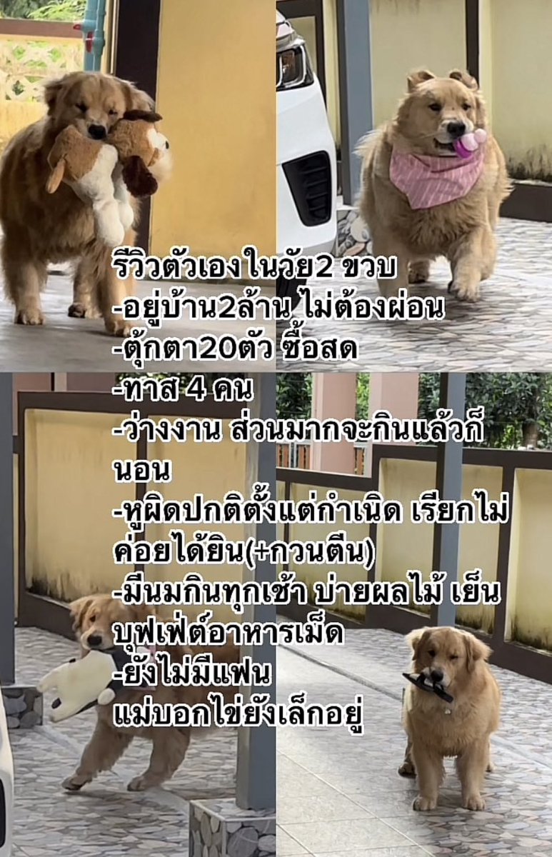puppynonojung's tweet photo. น่าอิจฉาจัง https://t.co/WTLmKV5T7m