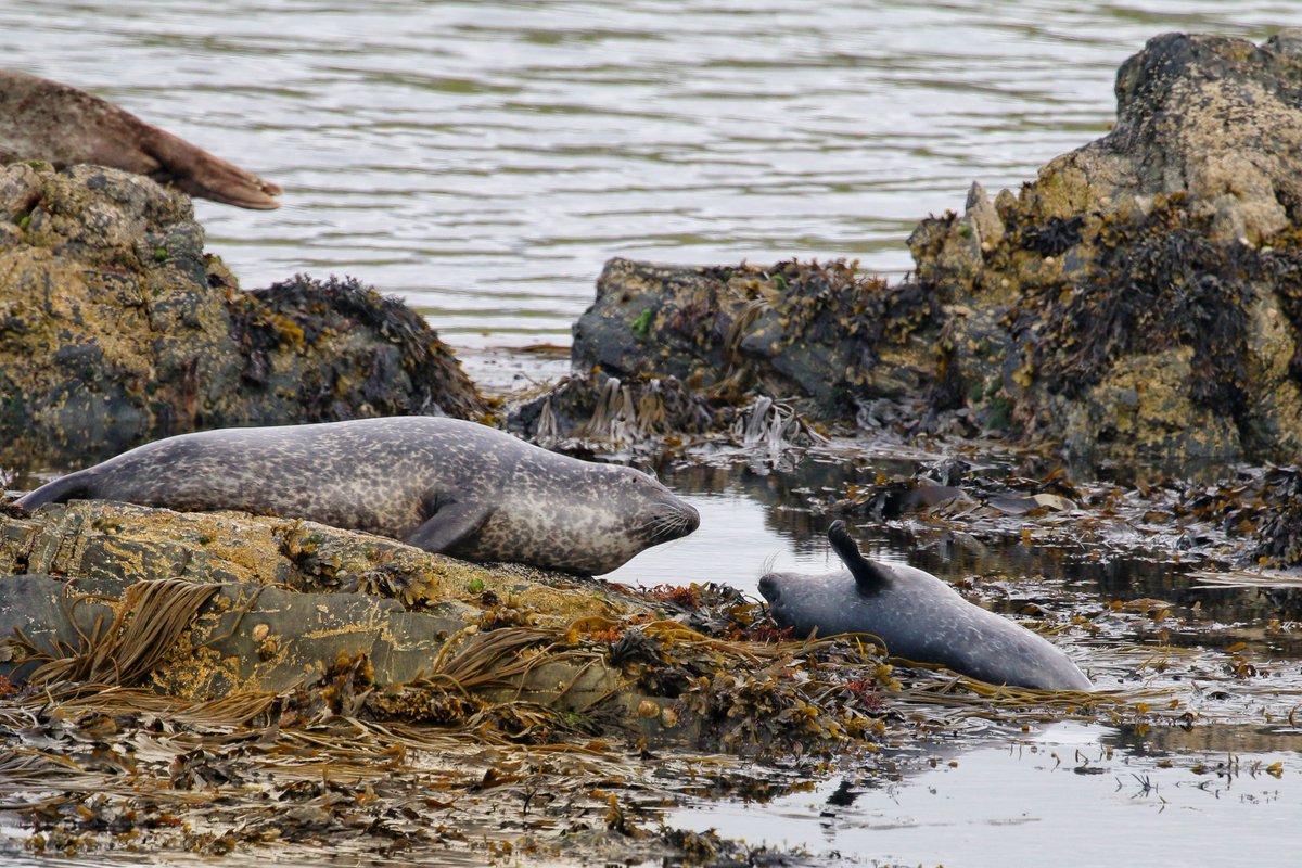 jcqsutherland's tweet photo. It's nearly that time of year again... Fieldwork for #ECOPredS research is kicking off very soon! First stop @SeaWatchersUK #OrcaWatch, followed by #Shetland for the 3rd summer field season of my PhD๐คLooking forward to seeing some friendly faces and familiar fins! ๐ค๐ค https://t.co/WjBQsKFBpW