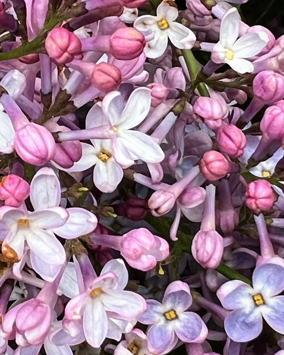 Morning! @GettyImages #lilacs #springblooms