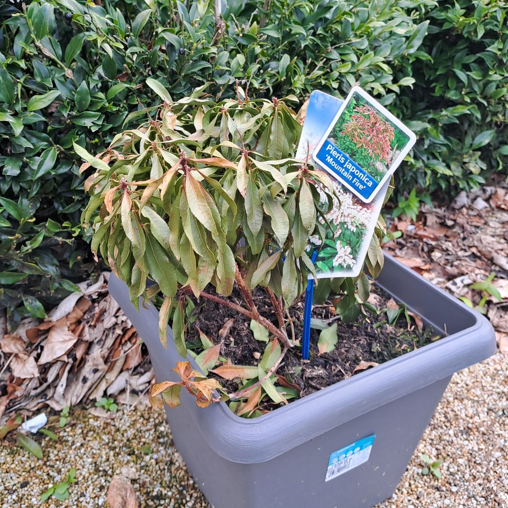 courtleann23OT's tweet photo. Happy World Therapeutic Horticultural Day. Lovely photos of Midpark Hospital Gardens in Dumfries and Galloway planted by patients with support of staff, promoting the importance of gardening for your mental health  #DGMHOT #mentalhealth #OT https://t.co/4IoJNi1mSe