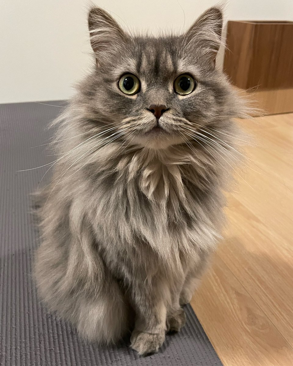 寝起きだけどおこんばんは〜

#猫 #にゃんこ #ねこ #サイベリアン #猫のいる幸せ #猫のいる生活 #猫好き #猫好きさんと繋がりたい #cat #siberian #catlover #catlife #ねこのきもち #ねこのいる生活 #siberiancat