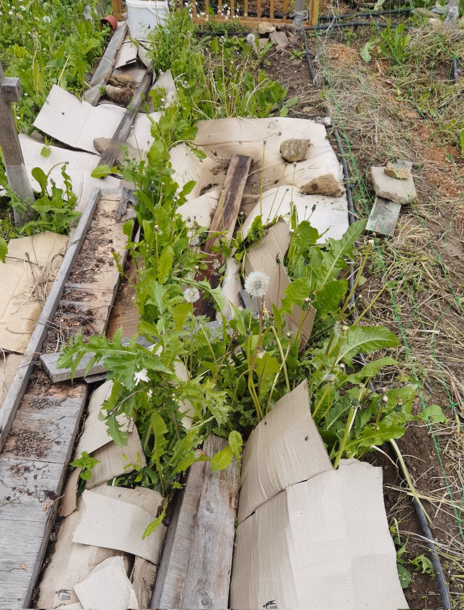 MariaStrawbery's tweet image. Бурните са върховният хищник.