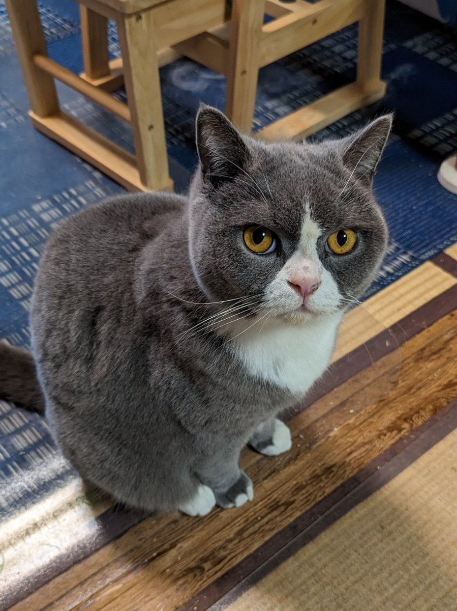 QKQ7yKp21W7mtTG's tweet photo. レオちゃんが、裏庭に脱走して戻ってきません。５月18日(木曜日)15時～大阪市東住吉区駒川周辺で見かけられたら、ご連絡下さい。前回は、ドンちゃんが、見つけてくれましたが、呼んでも、戻ってきません。【レオちゃん】ブリティッシュショートヘア4才オスです。拡散お願いします。😂 https://t.co/OE87f3nh6t