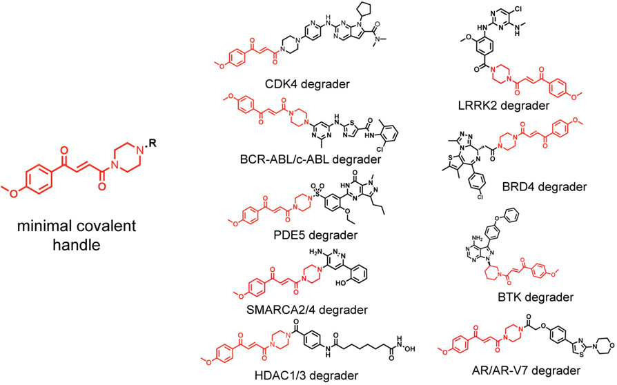 ACS Central Science (@acscentsci) on Twitter photo <a href="/DanNomura/">Dan Nomura</a> & co-workers identify a rational chemical design strategy for converting nondegradative protein-targeting ligands into molecular glue degraders of their target proteins.
NEW #ASAP
Read it here: go.acs.org/4Um <a href="/DanNomura/">Dan Nomura</a> & co-workers identify a rational chemical design strategy for converting nondegradative protein-targeting ligands into molecular glue degraders of their target proteins.
NEW #ASAP
Read it here: go.acs.org/4Um
