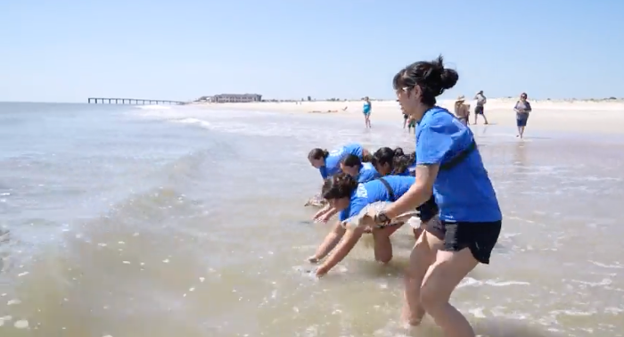 The Florida Aquarium has released five Kemp’s ridley sea turtles back to the ocean after successful recovery at the aquarium’s Sea Turtle Rehabilitation Center.

Click on the link below for more information:
1l.ink/BZMHB4X

#TheSWFL100 #SeaTurtles