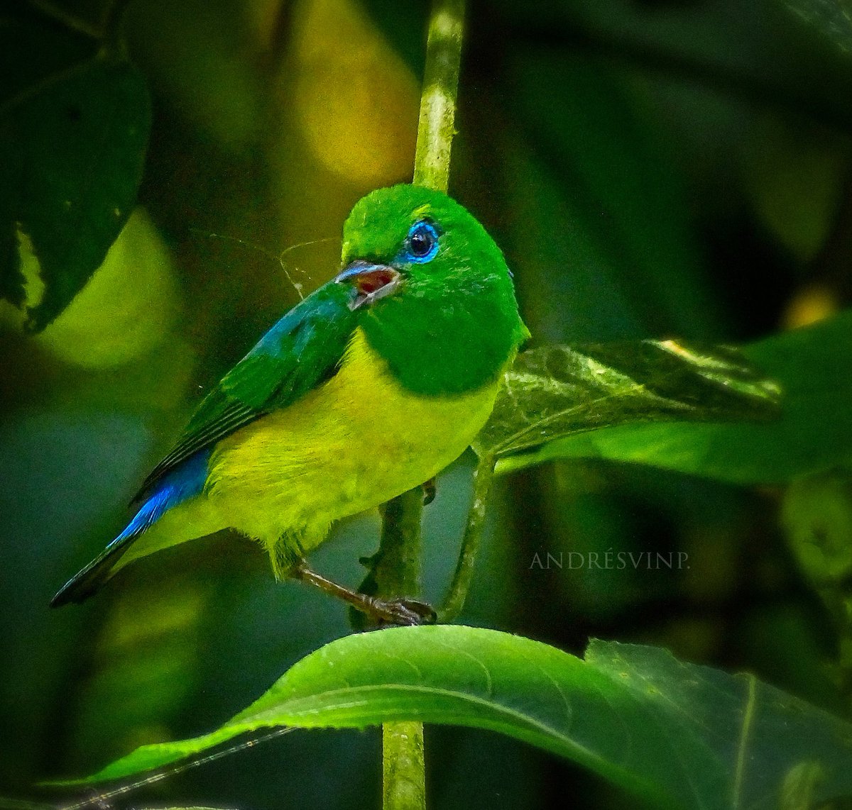 Recogiendo telaraña para su nido.

Clorofonia verdiazul. ♂️

#AvesDeColombia
#Naturaleza #NaturePhotography