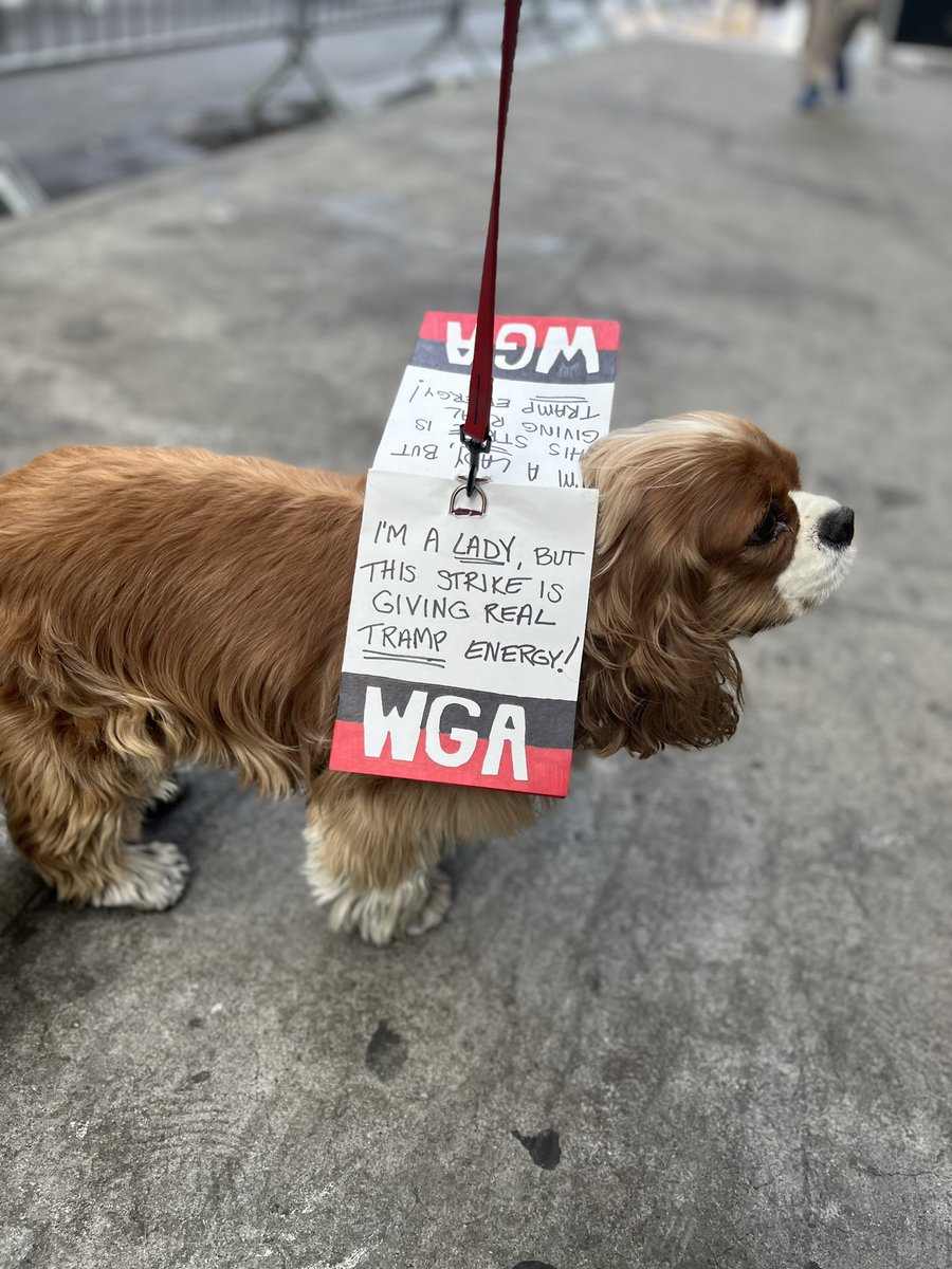HaleyDercher's tweet photo. Come pet me outside the Westin in Times Square! #wgastrong #strikedogs https://t.co/Z868dgUSXV