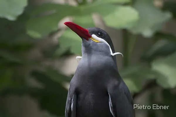 PietroEbner's tweet photo. Inca tern 

Canvas prints and other products on sale
#photography #birdwatching 

 https://t.co/NBFmkYvQ4S https://t.co/3BdVDU7LVI