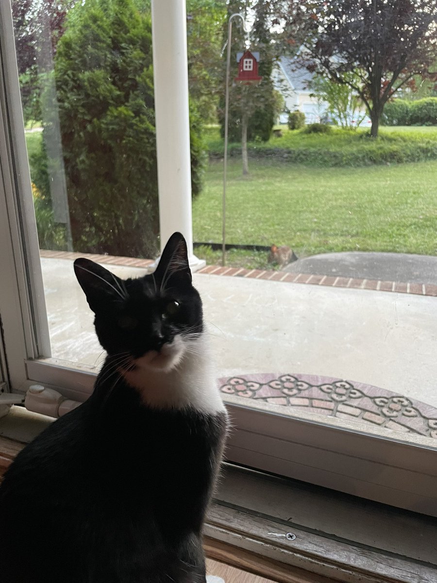 tuxedosiblings's tweet image. Me reallyz likes all the new actionz outsides. #CatsOfTwitter #Bunny