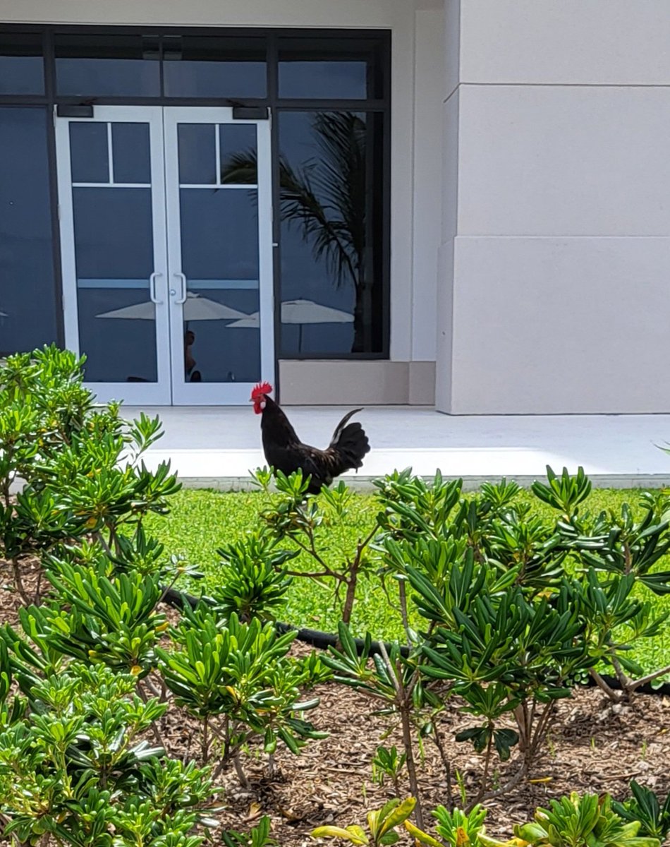 @marildeo @LittleWildOne00 @GenuineRisk1 @suecro2 @anitafromgoleta @CirclesSpinning @fraizeal Good morning Maril & friends! This is Mr. Rooster in Bermuda. He & his family live on the hotel grounds. Wanted to transport myself back there this morning. Have a lovely day🥰