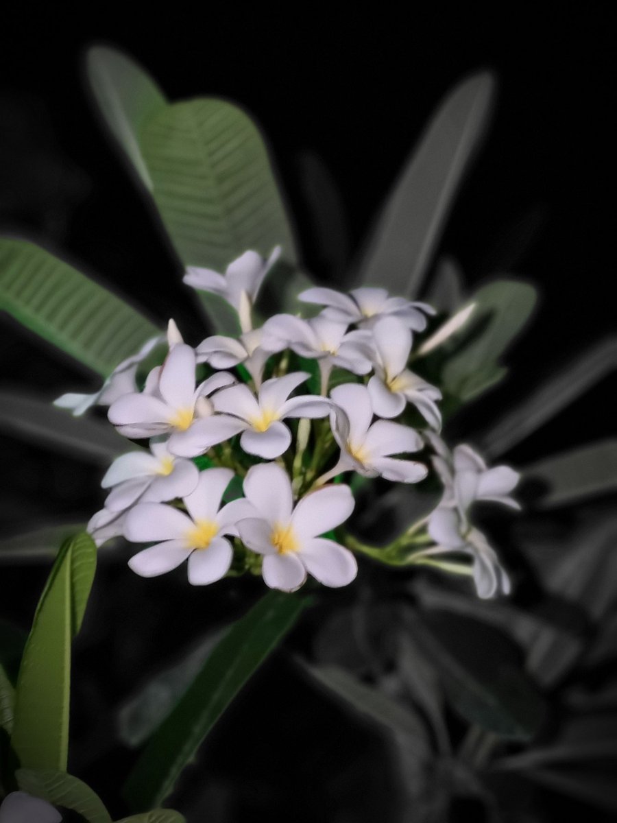 ꧁শুভ সন্ধ্যা 
              প্রিয় টুইটার বন্ধু꧂
꧁--☘︎᯾☕︎᯾☘︎--꧂
📸__𝓗𝓴_𝓟𝓪𝔂𝓮𝓵__