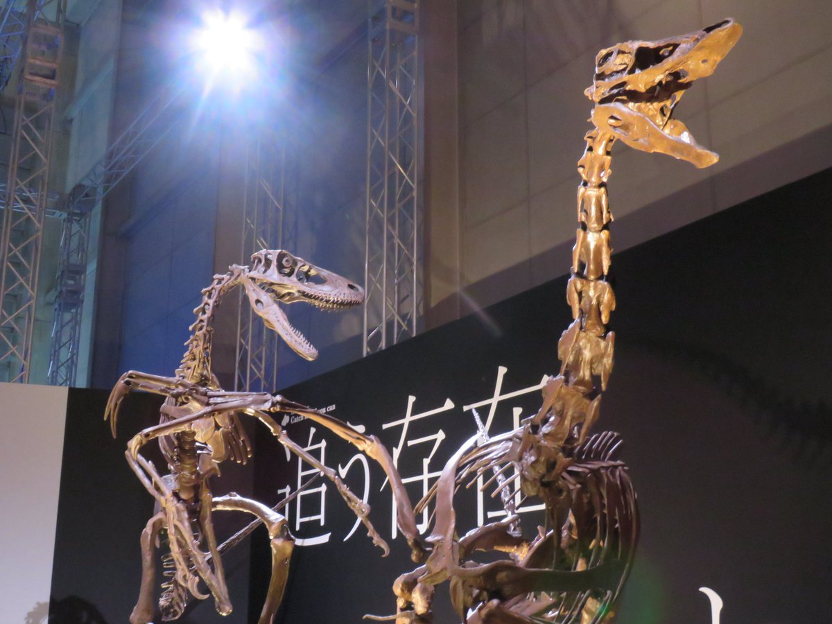 躍動感ある復元骨格たち
#fossilfriday 
#金曜日だから化石貼る