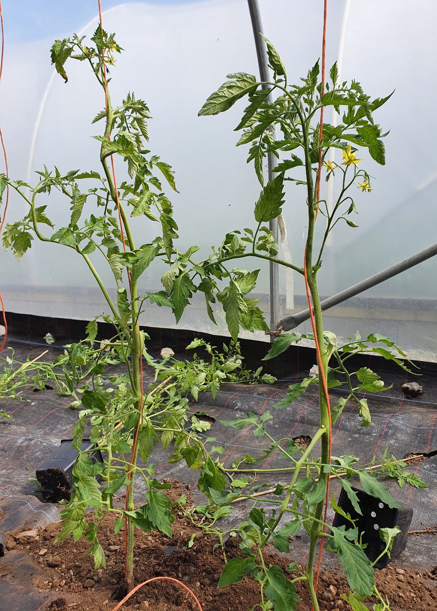 tairseach's tweet photo. Organic black cherry tomatoes: an elegant crop &amp; another inspiring reminder of where we are in our calendar. We're already visualising their glossy mahagony and deep red skins &amp; the bursts of sharp fruity bliss they'll bring to salads and sauces all over Wicklow this summer! https://t.co/mU9bIOsVIP