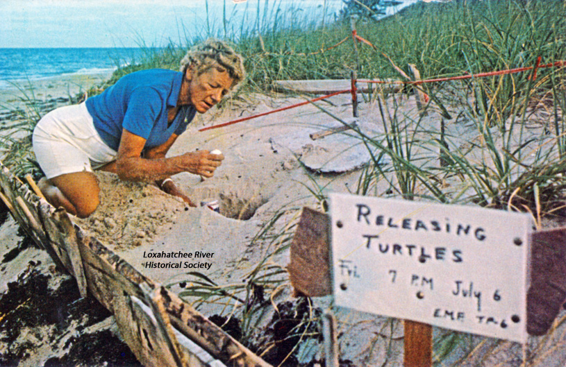 In 1974, Eleanor Fletcher became only the 6th person, & 1st woman, ever licensed by Florida to handle & rehabilitate sea turtles. “The Turtle Lady of Juno Beach” raised awareness & public interest about these endangered animals. Fletcher founded what is today the @LoggerheadMC.