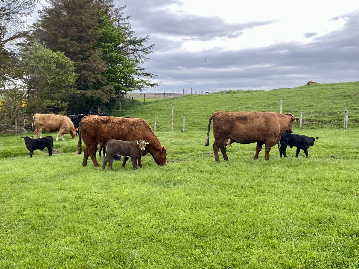 armadalefarm's tweet image. The grass management team are having a quick tidy up of a small lambing paddock. Worth their weight in gold at this time of year keeping grass right after ewes.