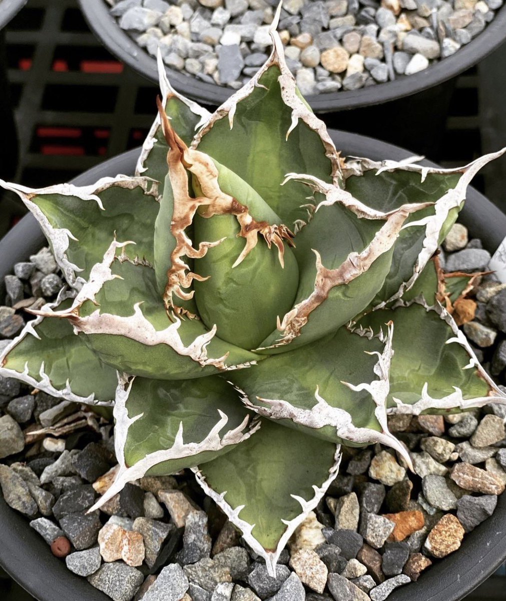 森*丸様 アガベ　まとめ売り アガベ販売 - Search / X