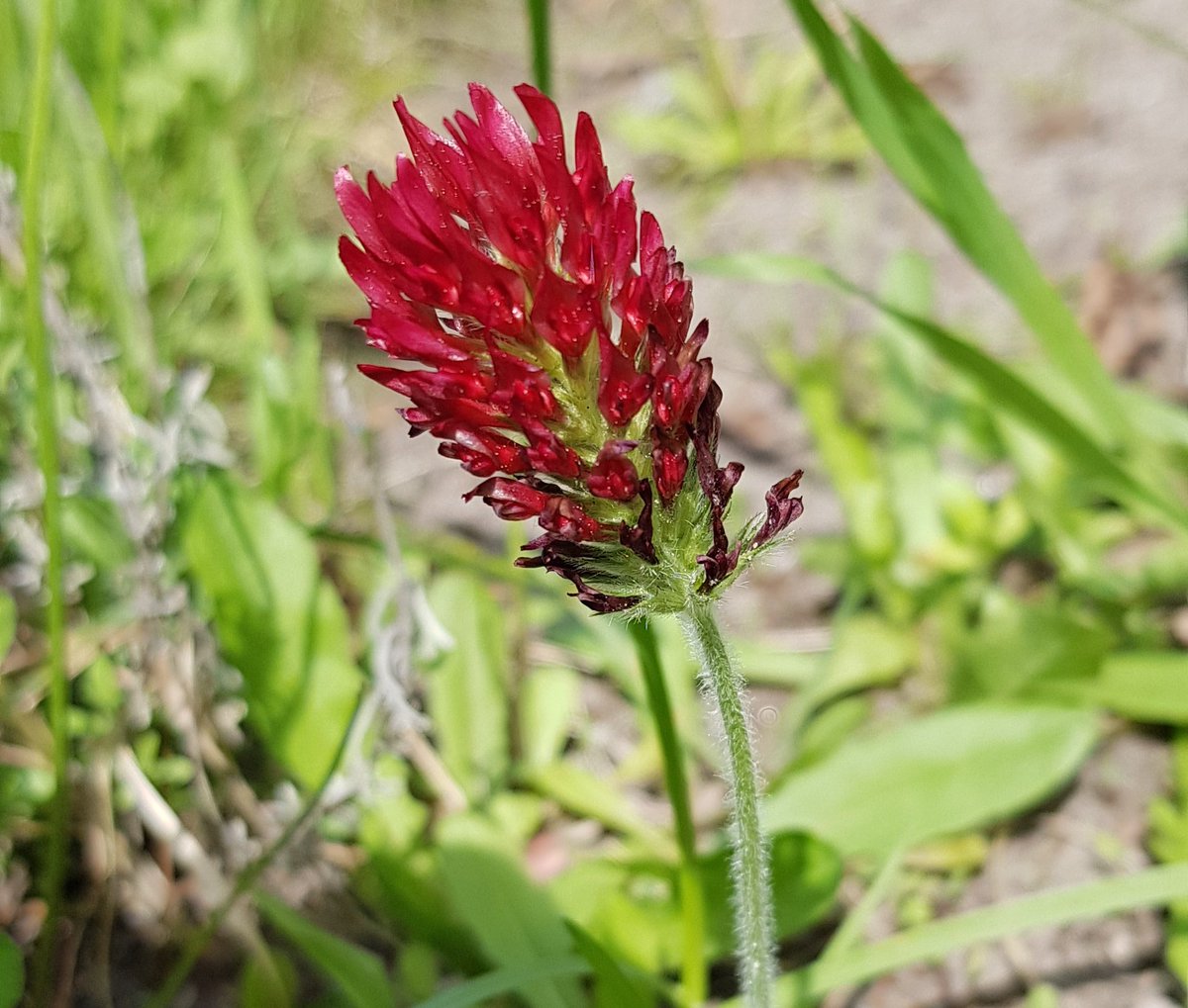 1.Blüte 2023 in der Wildwiese 🌏🌱🌺
#nature #blumenliebe #Vatertag #wildwiese