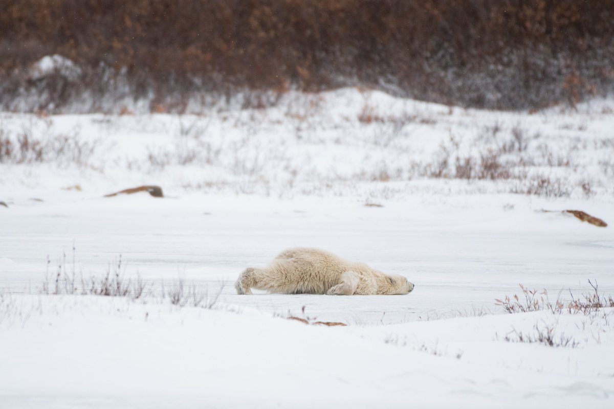 Ramington_photo's tweet photo. There's nothing like witnessing the power and beauty of a polar bear in its natural habitat. With Tale of Ice's NFT collection, you get exclusive access to these rare moments, along with a diverse array of Arctic wildlife in their habitats. #TaleofIce #NFTcollectors #NFT https://t.co/7b7NHXY1Rl