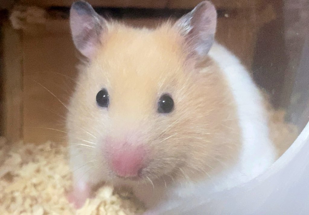 sumi_ham's tweet photo. そういえば2匹の名前決まってました！
食べるの大好きな白混じりの🐹（1.2枚目）が「ひげ」
走るの大好きなキンクマ🐹（3.4枚目）が「ひざ」です！

好きなキャラからお名前拝借しました✌️
姉妹です、改めてよろしくお願いします🤲 https://t.co/sdAmRIK5Vt