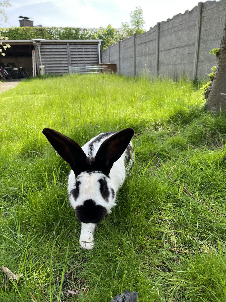 _Sigrid's tweet photo. A picture of your pet and what they’re named after https://t.co/K0kbMTrLIe