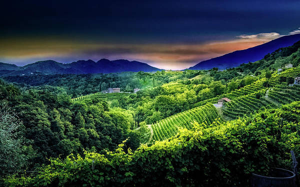 nbrandsberg's tweet photo. Jewel toned sunset prosecco winery in the hillsides north of Venice.
https://t.co/4JqOdCuVSI 

#italy #prosecco #winery #proseccoroad #venice #sunet #wine #landscapephotography #art4mom #travelphotography #nature #BuyIntoArt #springforart #art #AYearForArt #artforsale #Travel https://t.co/TJ6Way0XQD