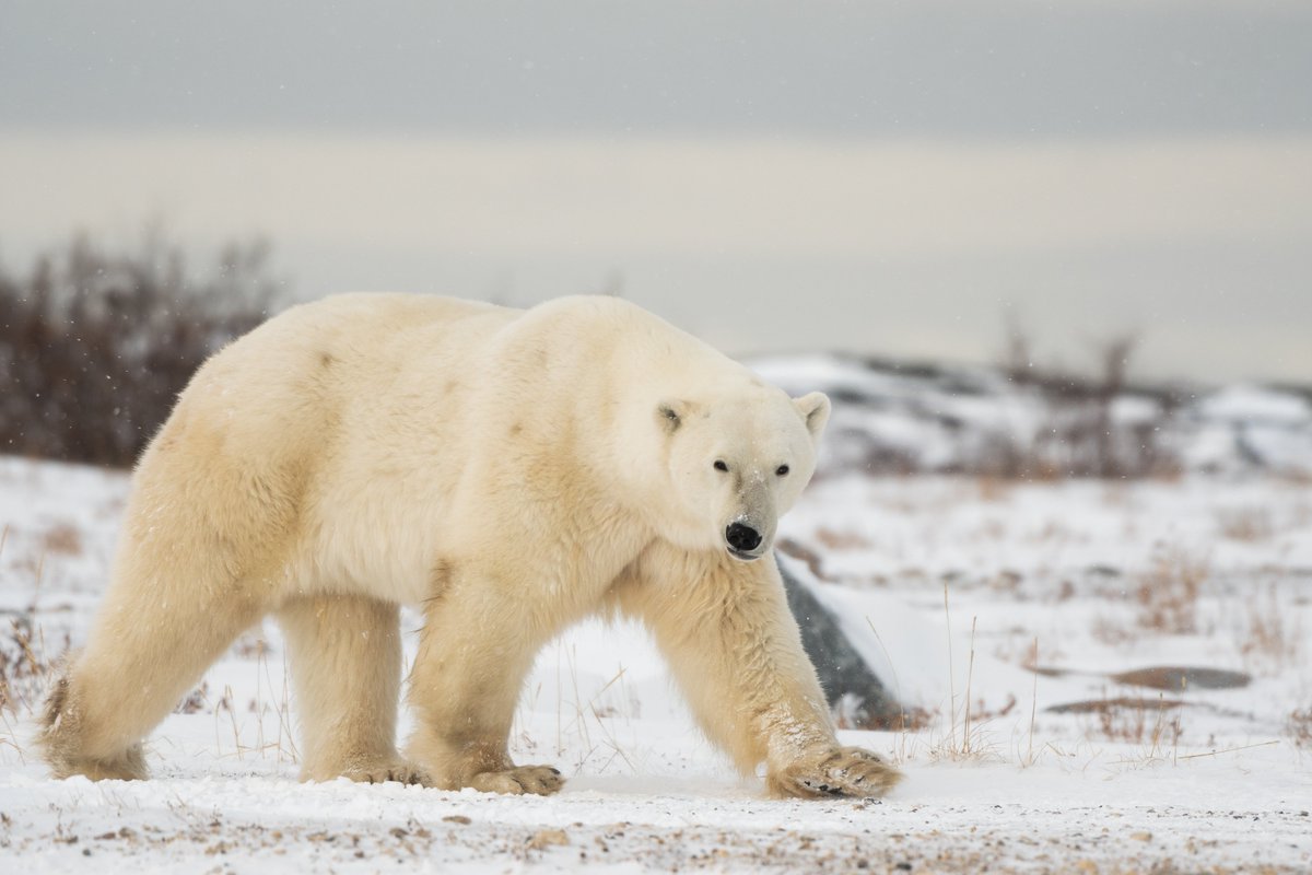 Ramington_photo's tweet photo. Get a rare glimpse into one of the Earth's most unique and biodiverse ecosystems with Tale of Ice collection. Featuring stunning wildlife photography and a deep respect for the land, this collection captures the heart and soul of Churchill's tundra. #TaleofIce #NFT #NFTcollectors https://t.co/Jux64GvRhk