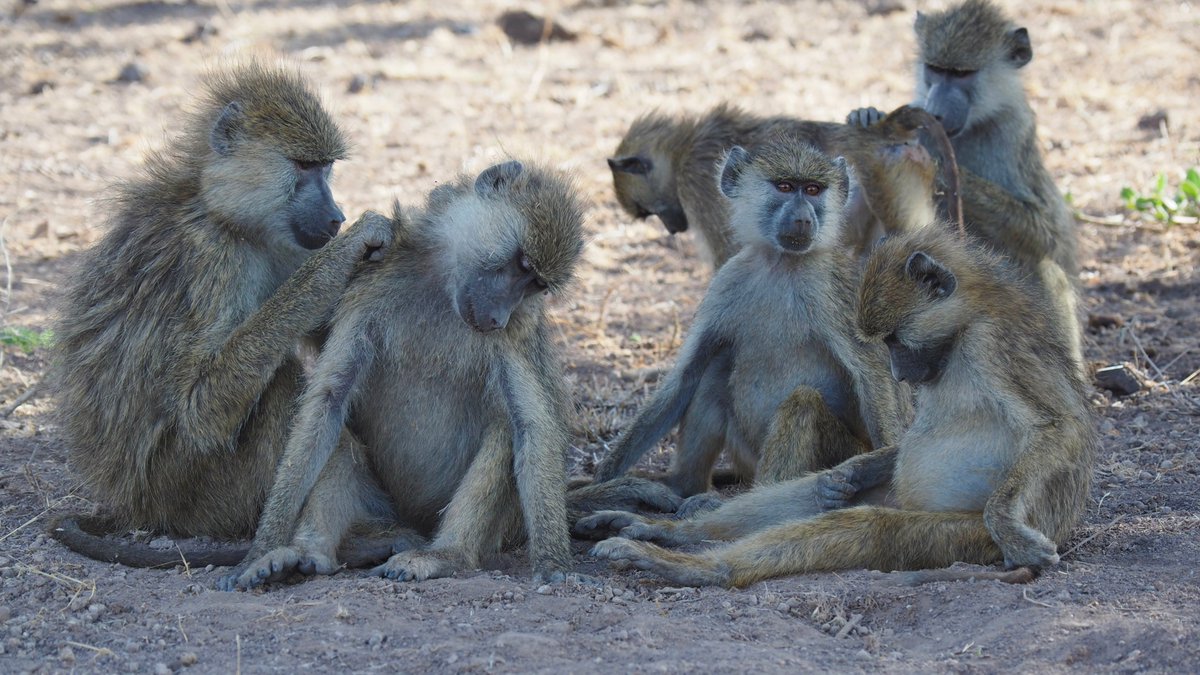 DukeU's tweet photo. No one asks to have a stressful childhood, but a new study in baboons suggests that forging strong friendships in adulthood can help get years of your life back https://t.co/x9R6GvOl9I