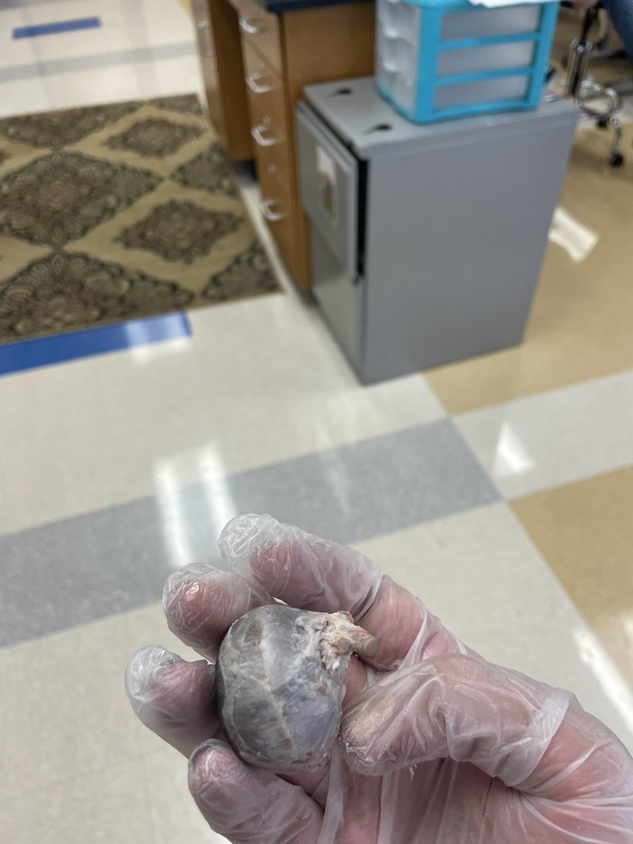 ClairBio's tweet photo. Shout out to Mya Balderson for her excellent dissection skills while trimming this cow eye. #eyeseeyou #anatomy https://t.co/qnq0VcVtXc