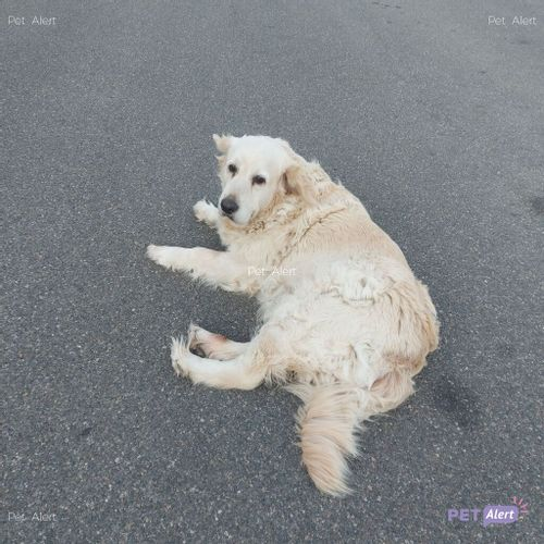 Nil Cat ||*|| 🎗🌊🐈🐩 tweet media