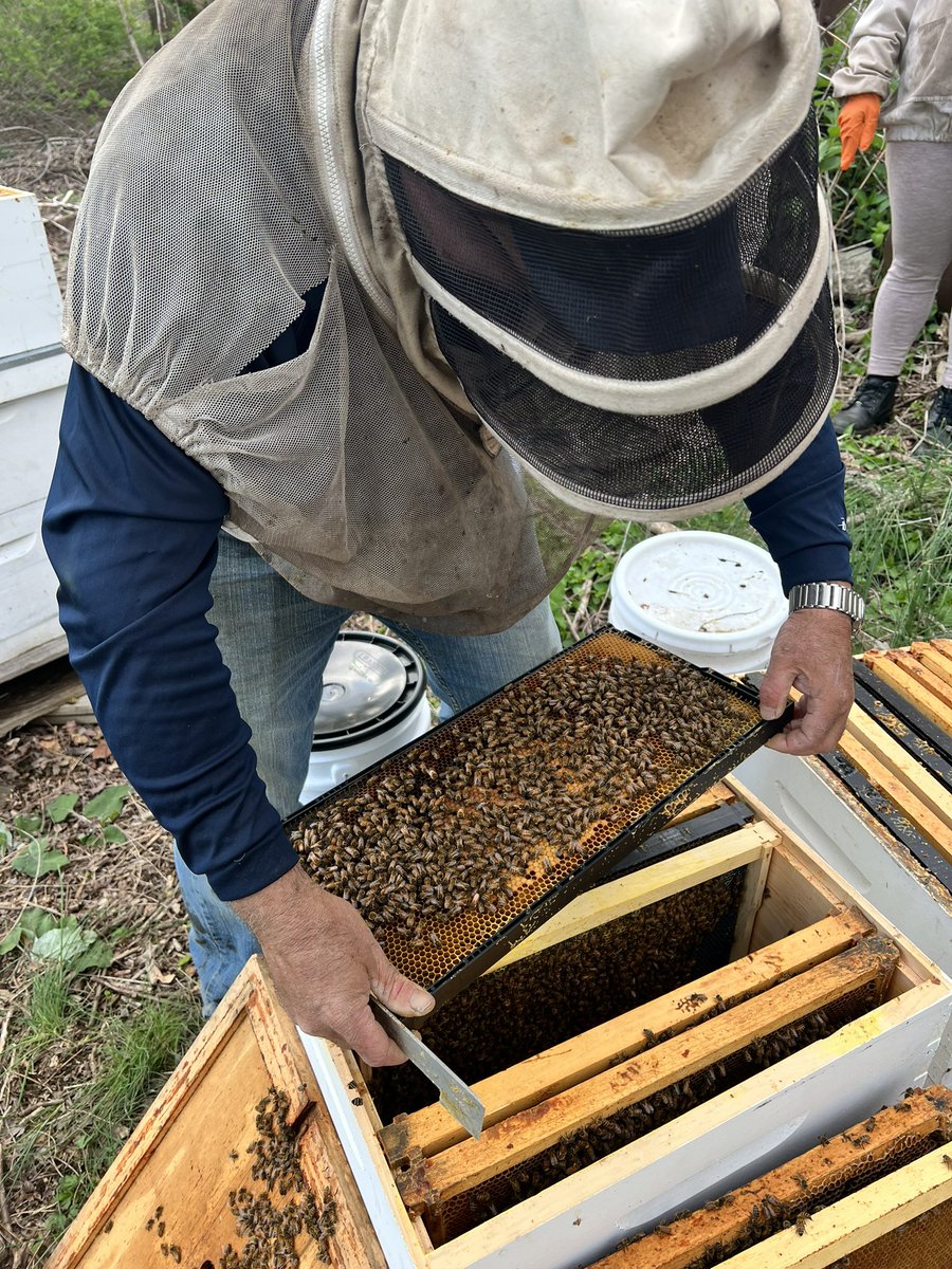 His passion for protecting these amazing insects 🐝 goes far beyond business. It is, without a doubt, a work of humanity.  
#GroundworkLawrence 
#WorldBeeDay